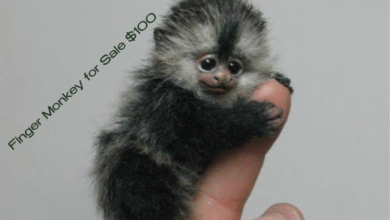 Finger Monkey for Sale $100