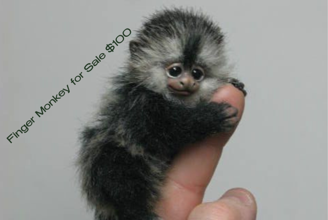 Finger Monkey for Sale $100